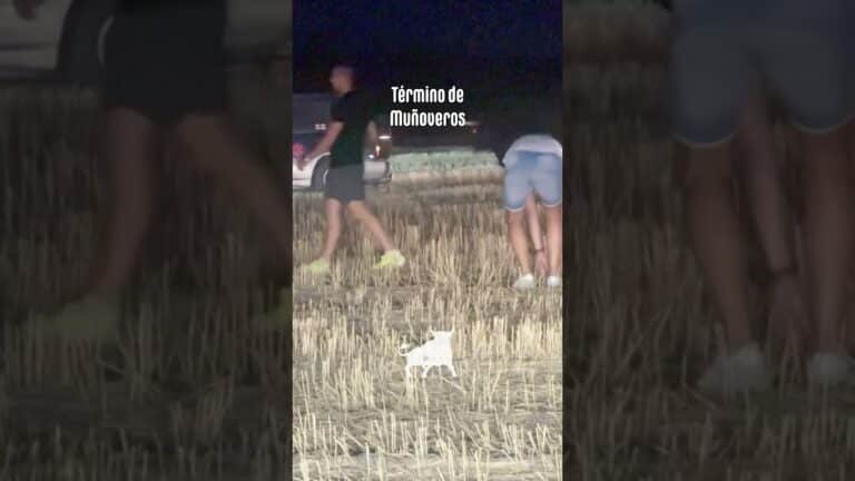 Encierro campero en Turégano 2026 - CAE LA NOCHE Y EL TORO SIGUE FUGADO