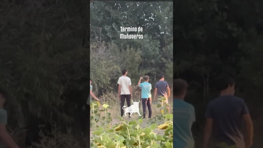 Encierro campero en Turégano 2026 - El TORO FUGADO SE ESCONDE BAJO UN ÁRBOL