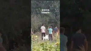Encierro campero en Turégano 2026 - El TORO FUGADO SE ESCONDE BAJO UN ÁRBOL