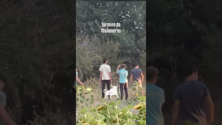 Encierro campero en Turégano 2026 - El TORO FUGADO SE ESCONDE BAJO UN ÁRBOL