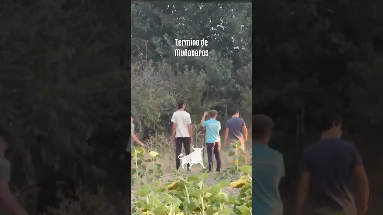 Encierro campero en Turégano 2026 - El TORO FUGADO SE ESCONDE BAJO UN ÁRBOL