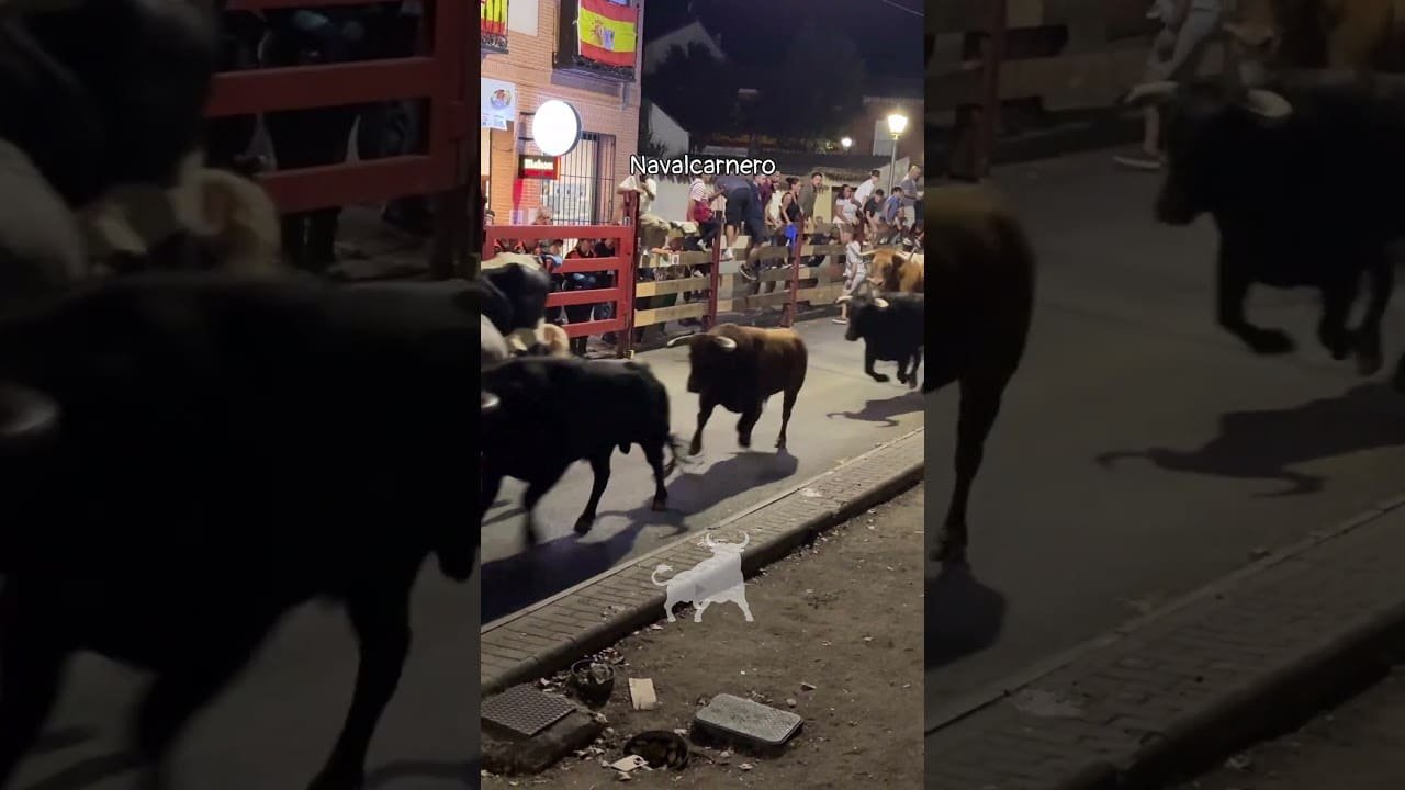 Encierro urbano en Navalcarnero 2026 - Encierro nocturno con toros de la corrida Navalcarnero