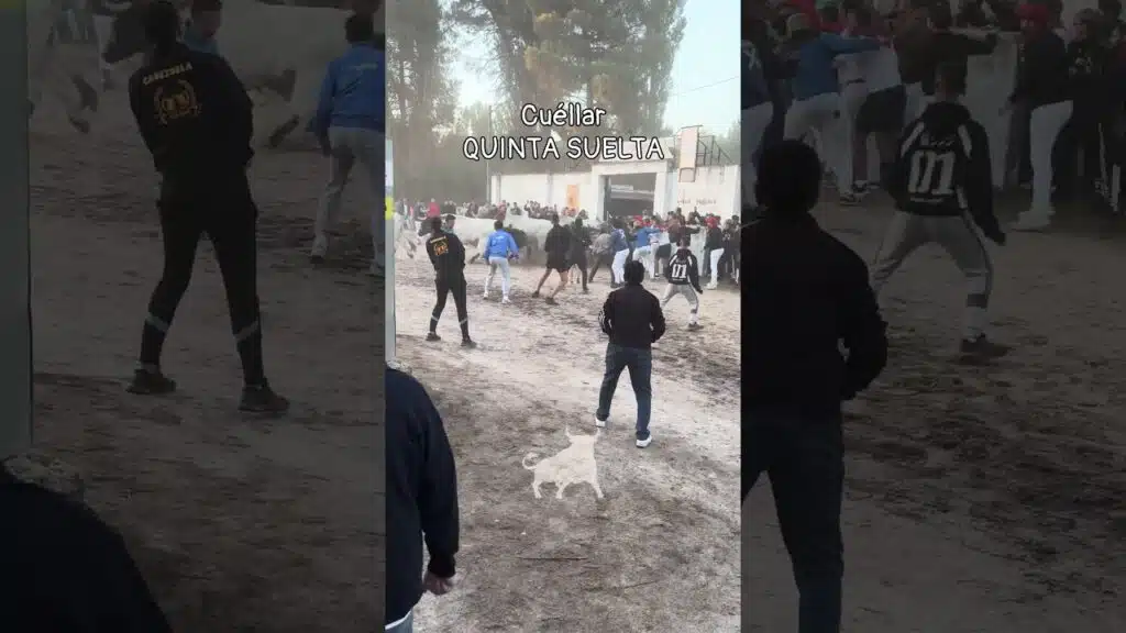 Encierro en Cuellar 2026 - QUINTA Y ULTIMA SUELTA CUÉLLAR