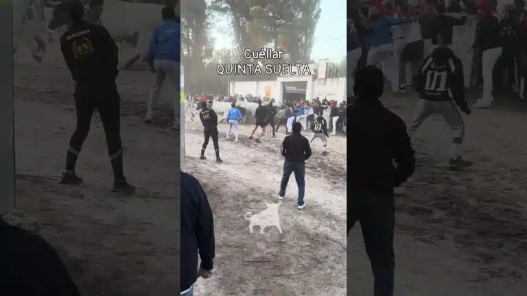 Encierro en Cuellar 2026 - QUINTA Y ULTIMA SUELTA CUÉLLAR