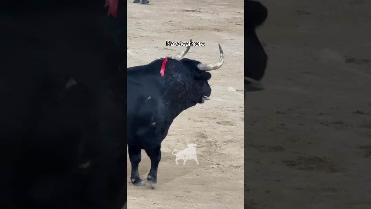 Encierro urbano en Navalcarnero 2026 - Cortes al segundo toro de la capea Navalcarnero jueves