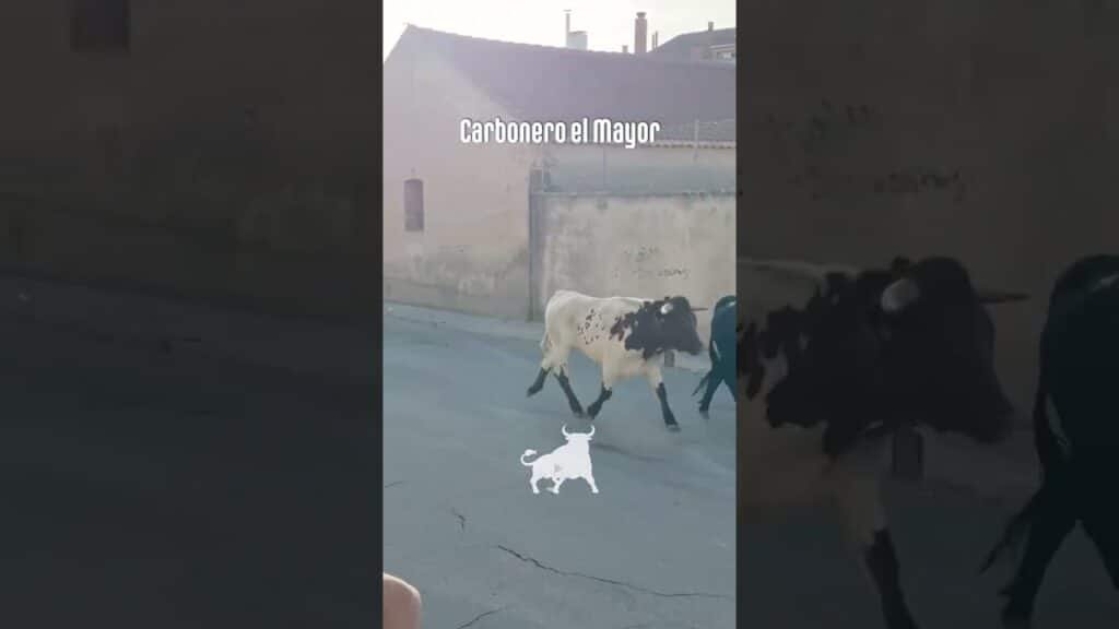 Encierro urbano en Carbonero El Mayor 2026 - Primer encierro Carbonero el Mayor parte 2