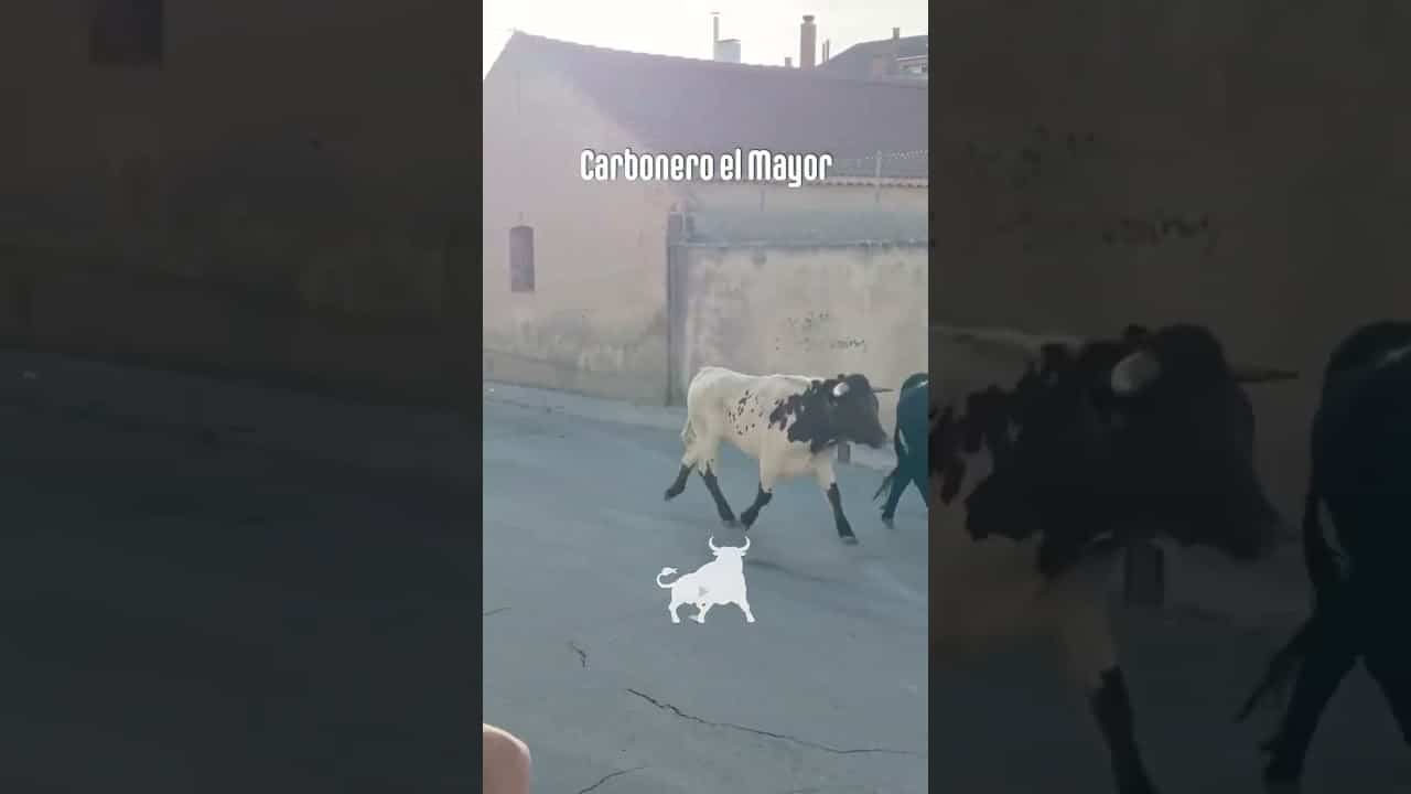 Encierro urbano en Carbonero El Mayor 2026 - Primer encierro Carbonero el Mayor parte 2