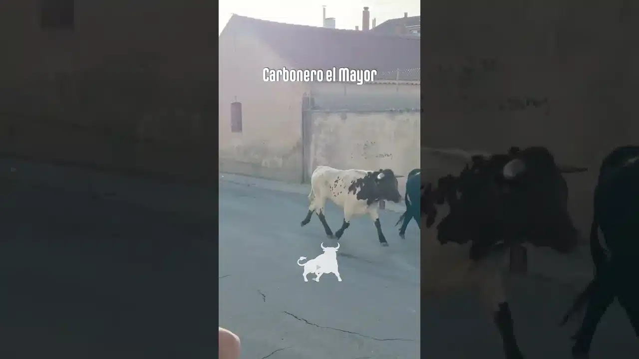 Encierro urbano en Carbonero El Mayor 2026 - Primer encierro Carbonero el Mayor parte 2