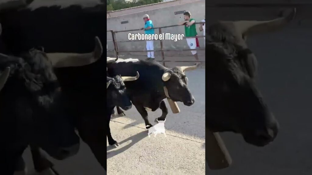 Encierro urbano en Carbonero El Mayor 2026 - Última carrera del encierro Carbonero el Mayor Domingo