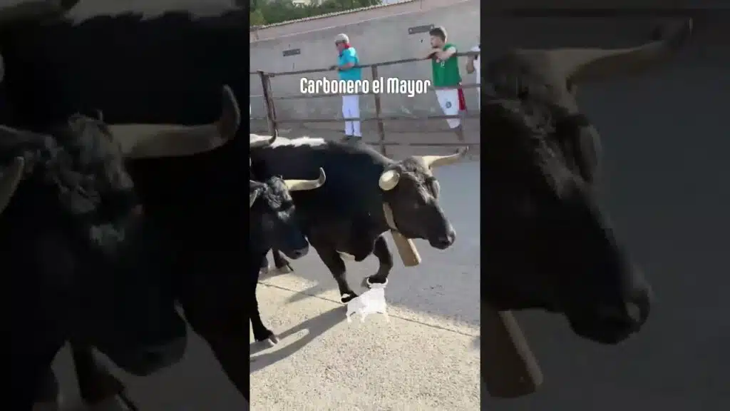 Encierro urbano en Carbonero El Mayor 2026 - Última carrera del encierro Carbonero el Mayor Domingo