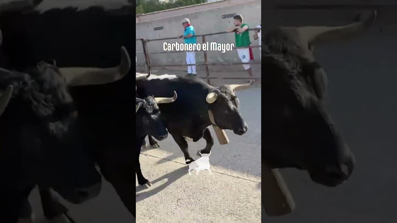 Encierro urbano en Carbonero El Mayor 2026 - Última carrera del encierro Carbonero el Mayor Domingo
