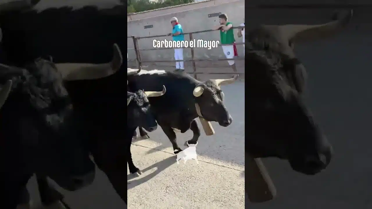 Encierro urbano en Carbonero El Mayor 2026 - Última carrera del encierro Carbonero el Mayor Domingo