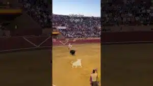 Concurso de recortadores en Mostoles 2026 - Grupo 2 Concurso de recortes Móstoles 2026