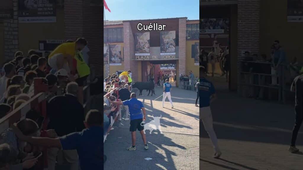 Encierro en Cuellar 2026 - El Toro llega al coso de Cuéllar