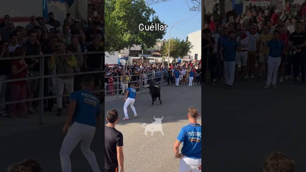 Encierro en Cuellar 2026 - Albertillo conduciendo al toro en Cuéllar