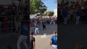 Encierro en Cuellar 2026 - Albertillo conduciendo al toro en Cuéllar