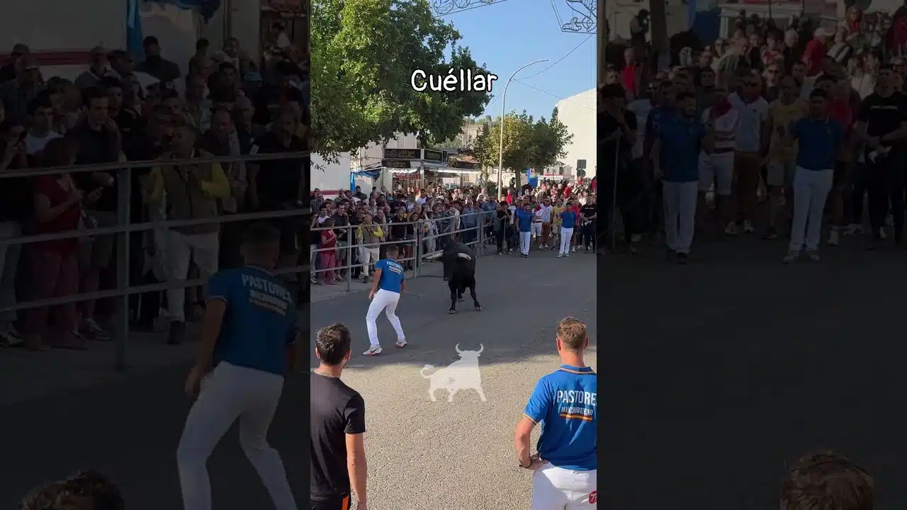 Encierro en Cuellar 2026 - Albertillo conduciendo al toro en Cuéllar