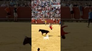 Concurso de recortadores en Mostoles 2026 - INCREÍBLES CORTES Y SALTOS A CORRETÓN
