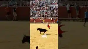 Concurso de recortadores en Mostoles 2026 - INCREÍBLES CORTES Y SALTOS A CORRETÓN