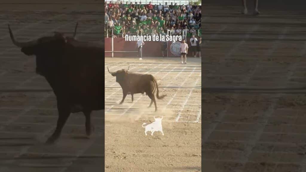 Toro a cajon en Numancia De La Sagra 2026 - Bailador toro a cajón parte1