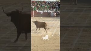 Toro a cajon en Numancia De La Sagra 2026 - Bailador toro a cajón parte1