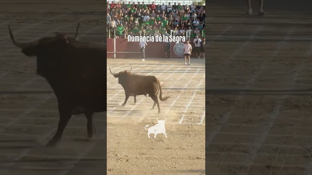 Toro a cajon en Numancia De La Sagra 2026 - Bailador toro a cajón parte1