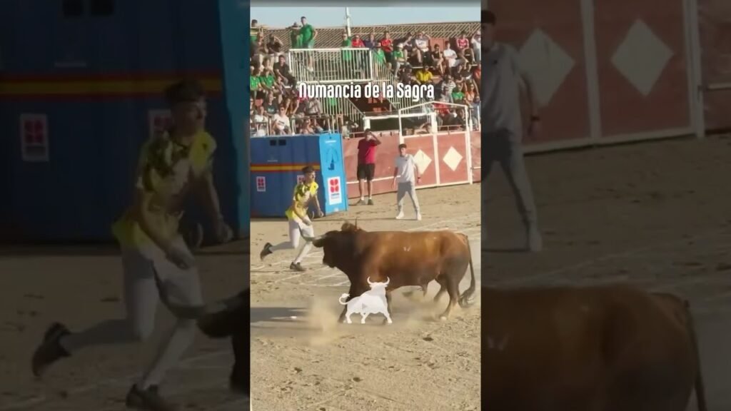 Toro a cajon en Numancia De La Sagra 2026 - Toro a cajón Numacia de la Sagra parte 2