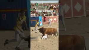 Toro a cajon en Numancia De La Sagra 2026 - Toro a cajón Numacia de la Sagra parte 2