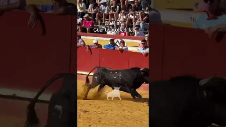 Capea en Cuellar 2026 - PROBADILLA CUARTO ENCIERRO CUELLAR PARTE 1