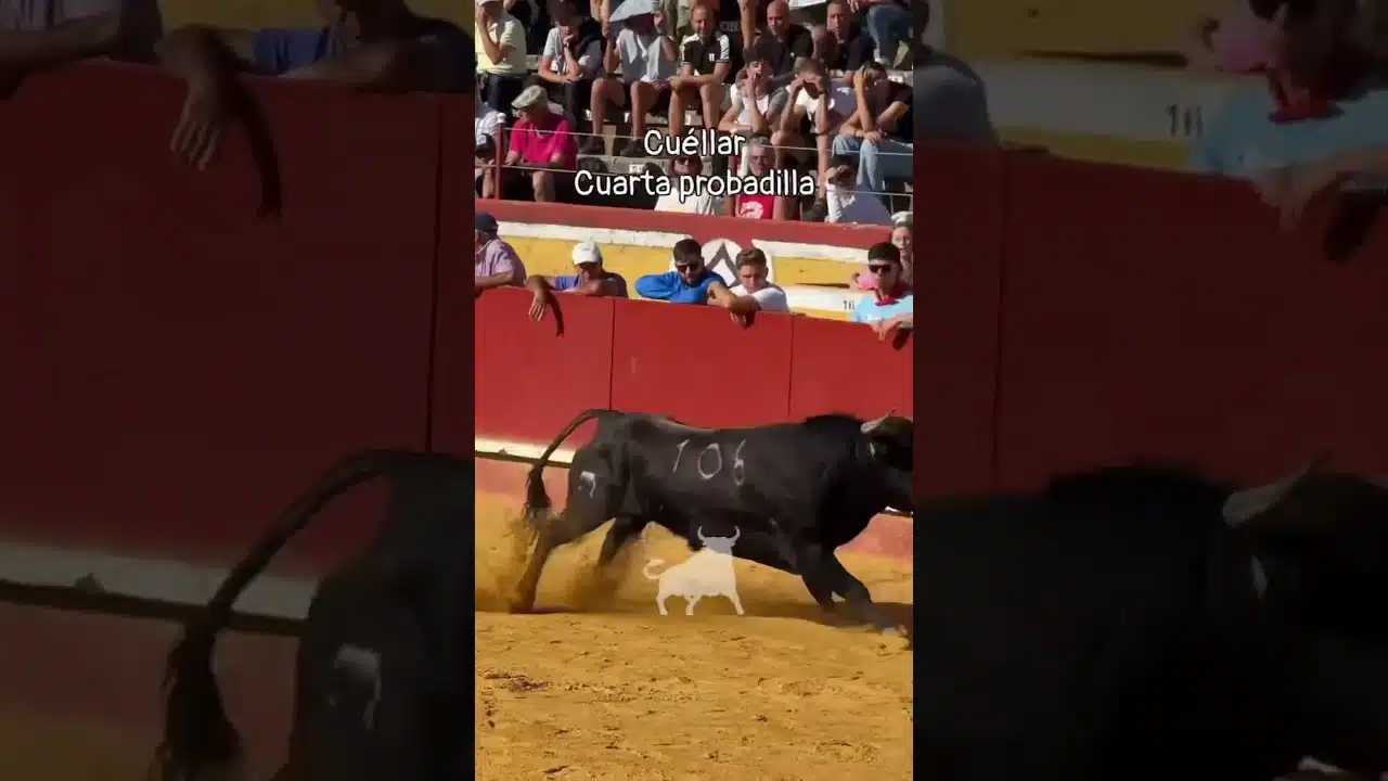 Capea en Cuellar 2026 - PROBADILLA CUARTO ENCIERRO CUELLAR PARTE 1