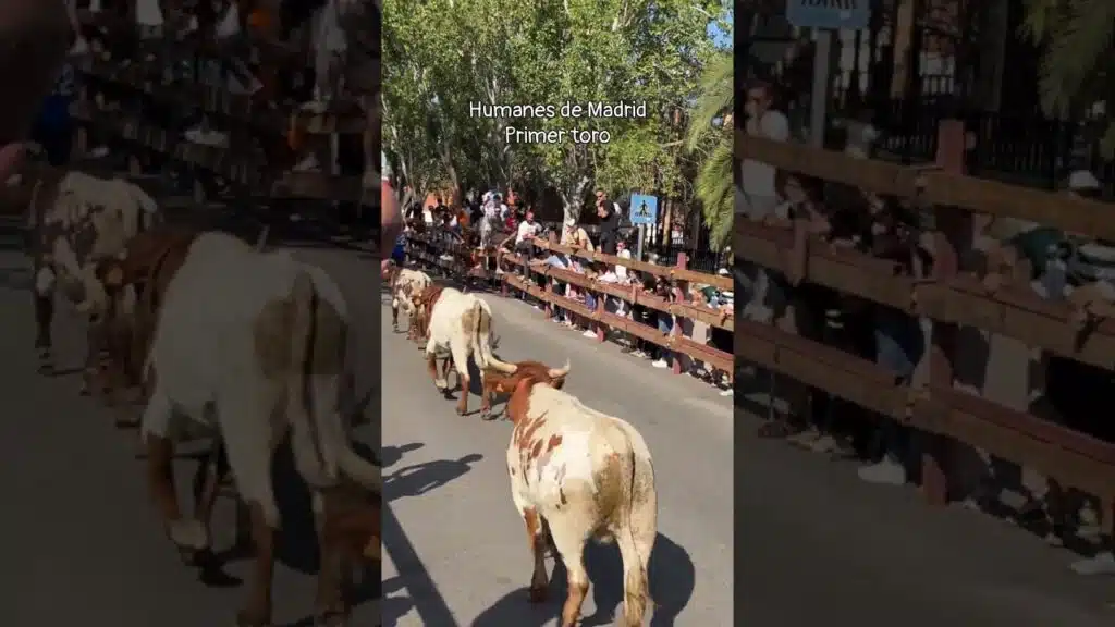 Encierro urbano en Humanes De Madrid 2026 - Primer toro Humanes de Madrid sábado mañana