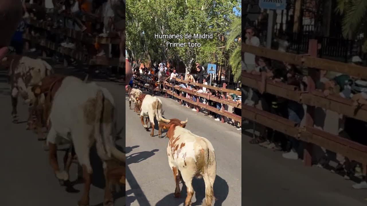 Encierro urbano en Humanes De Madrid 2026 - Primer toro Humanes de Madrid sábado mañana