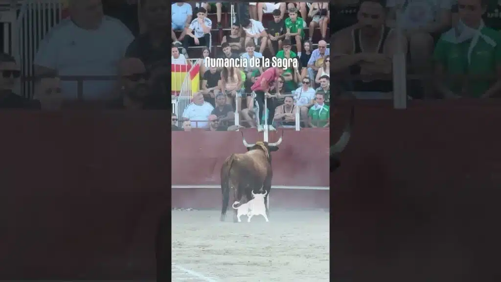Toro a cajon en Numancia De La Sagra 2026 - Parte 4 Toro a Cajón Numancia de la Sagra