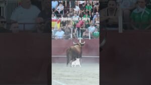 Toro a cajon en Numancia De La Sagra 2026 - Parte 4 Toro a Cajón Numancia de la Sagra