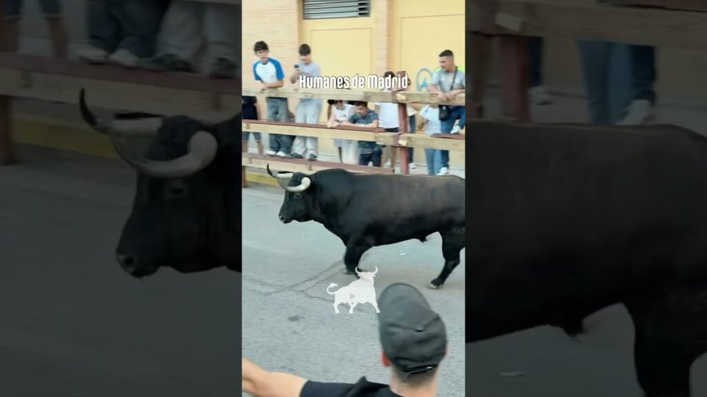 Encierro urbano en Humanes De Madrid 2026 - Dos últimos toros en Humanes
