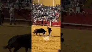 Capea en Cuellar 2026 - PROBADILLA CUARTO ENCIERRO CUÉLLAR PARTE 2