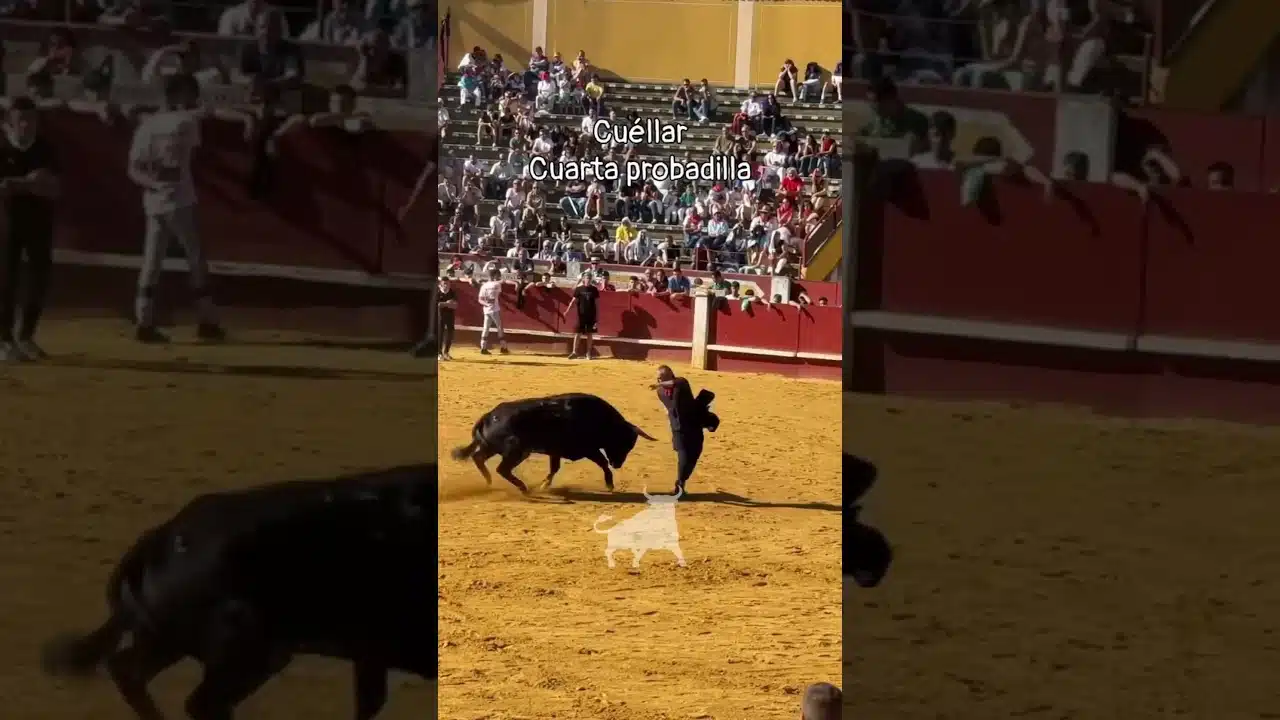 Capea en Cuellar 2026 - PROBADILLA CUARTO ENCIERRO CUÉLLAR PARTE 2