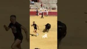 Encierro en Mostoles 2026 - Gran quiebro en la arena: Capea de Móstoles (Parte 3)