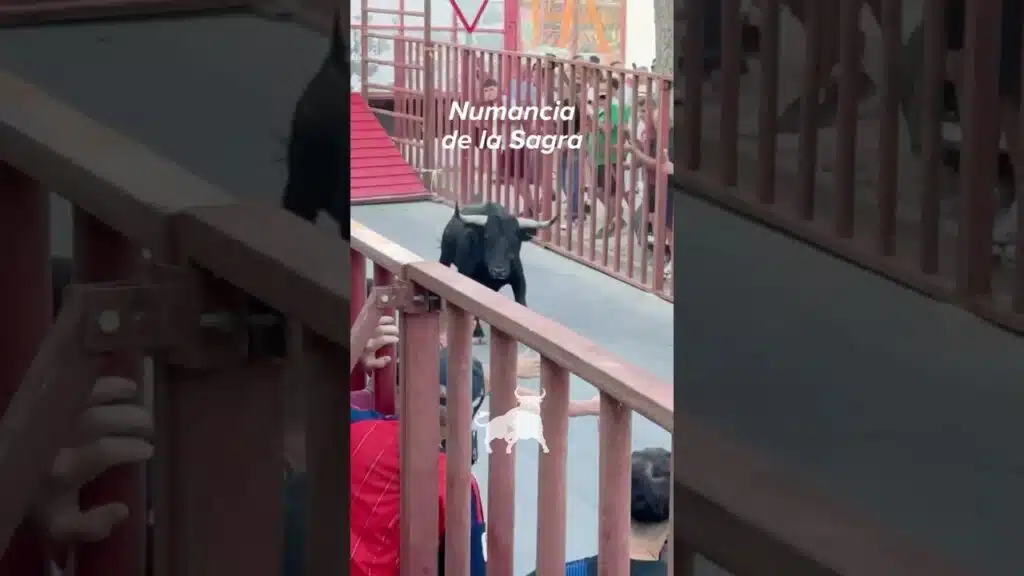 Toro a cajon en Numancia De La Sagra 2026 - IMPRESIONANTE la salida de estos dos toros Numancia de la Sagra