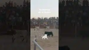 Toro a cajon en Numancia De La Sagra 2026 - Bonitas carreras por las calles de Numancia de la Sagra