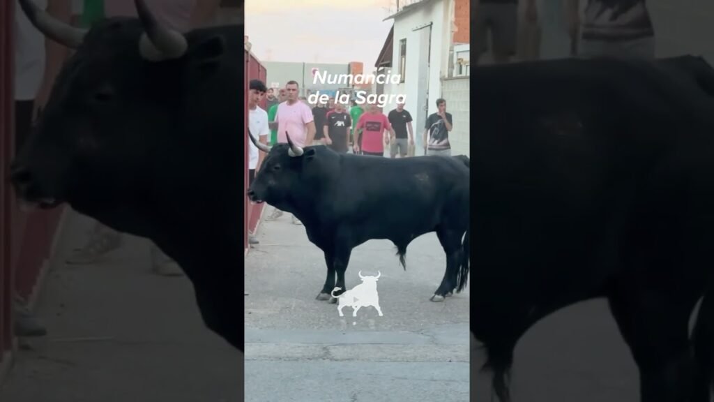 Encierro urbano en Numancia De La Sagra 2026 - Imponente cornamenta en las calles de Numancia