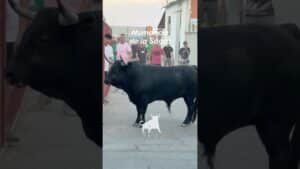 Encierro urbano en Numancia De La Sagra 2026 - Imponente cornamenta en las calles de Numancia