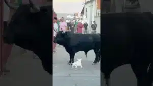 Encierro urbano en Numancia De La Sagra 2026 - Imponente cornamenta en las calles de Numancia