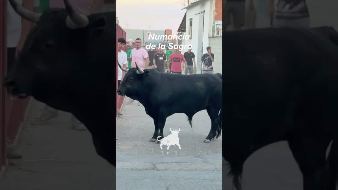 Encierro urbano en Numancia De La Sagra 2026 - Imponente cornamenta en las calles de Numancia