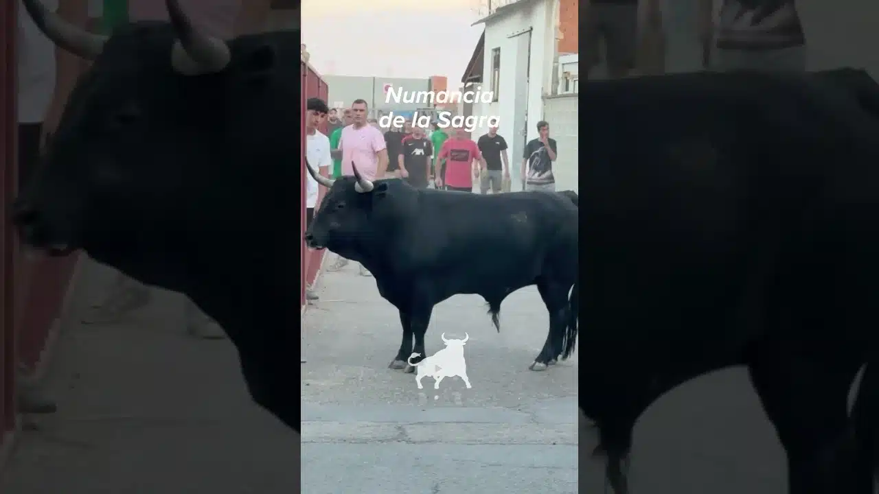 Encierro urbano en Numancia De La Sagra 2026 - Imponente cornamenta en las calles de Numancia