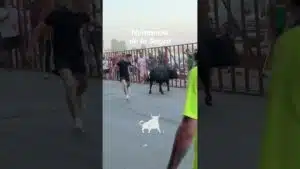 Encierro urbano en Numancia De La Sagra 2026 - El toro embiste con fuerza en las vallas