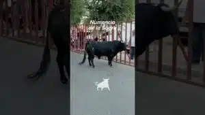 Encierro urbano en Numancia De La Sagra 2026 - Muy bravo el toro