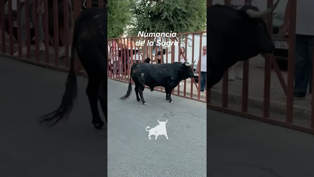 Encierro urbano en Numancia De La Sagra 2026 - Muy bravo el toro