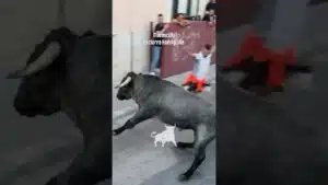 Encierro urbano en Mozoncillo 2026 - Previa al encierro de Rodelguilla 2026