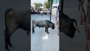 Encierro urbano en Mozoncillo 2026 - Momentos destacados Rodelguilla 3/5